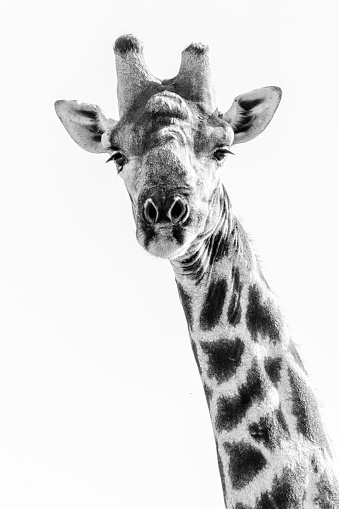 High Key Giraffe, wildlife photography whilst on safari in the Tswalu Kalahari Reserve in South Africa