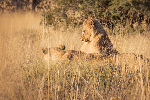 Juvenile Lions play in the tall grass, wildlife photography whilst on safari in the Tswalu Kalahari Reserve in South Africa