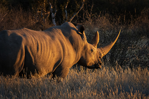 Large Male White Rhino, Rhinoceros at sunset, wildlife photography whilst on safari in the Tswalu Kalahari Reserve in South Africa