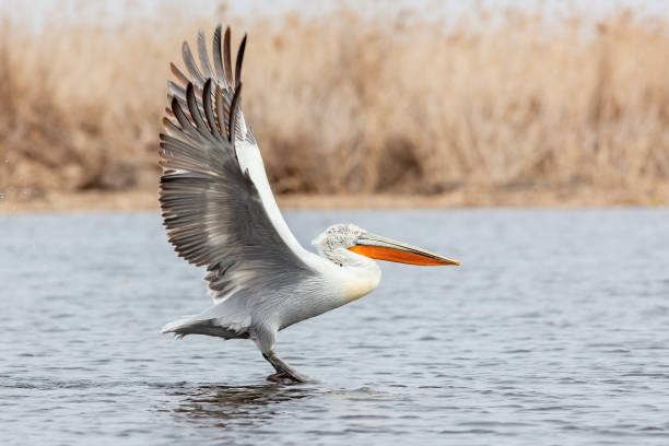 istock Dalmatian Pelican jumps before take off 1419664846