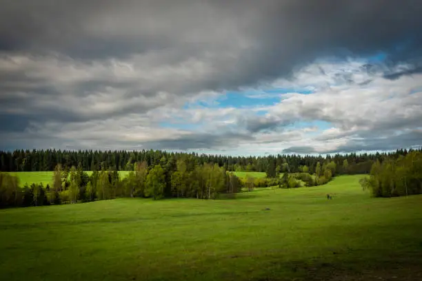 Pasture land in spring fresh morning after night rain with white clouds