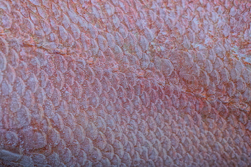 natural texture of small scales on sea fish red perch