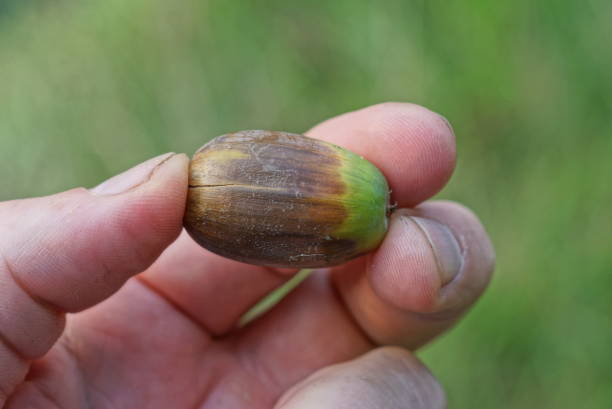 istock one small oak brown green acorn 1419665094