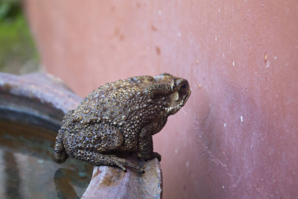 istock The appearance of a toad jumping off the edge of a water bath. 1419666119