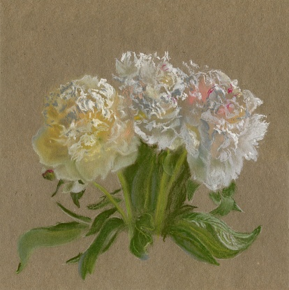 bouquet of peonies isolated from the paper background