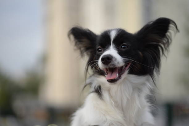 perro papillon, spaniel de juguete continental, perro blanco y negro, tricolor, adjaliti, perro lindo, hocico de perro, hermoso fondo, orejas, ojos de perro, perro sano, retrato de papillon, perro mariposa - papillon fotografías e imágenes de stock