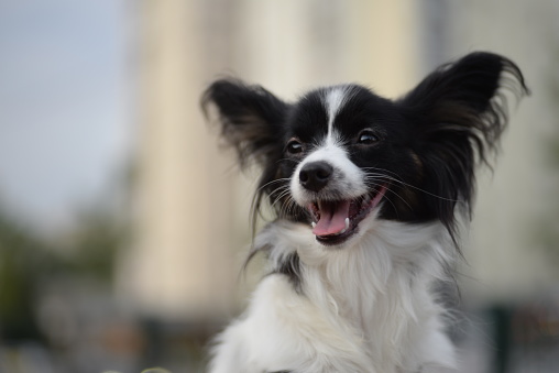 papillon dog, continental toy spaniel, black and white dog, tricolor, adjaliti, cute dog, dog muzzle, beautiful background, ears, dog eyes, healthy dog, papillon portrait, butterfly dog, open mouth, protruding tongue