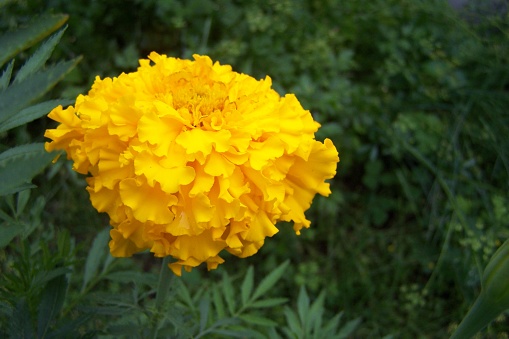 Marigold by the vegetables in the garden.