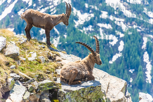 Beautiful Alpine ibex in the snowy mountains of Gran Paradiso National Park in Italy