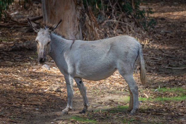 istock Asinara Island's endemic donkey 1419668472
