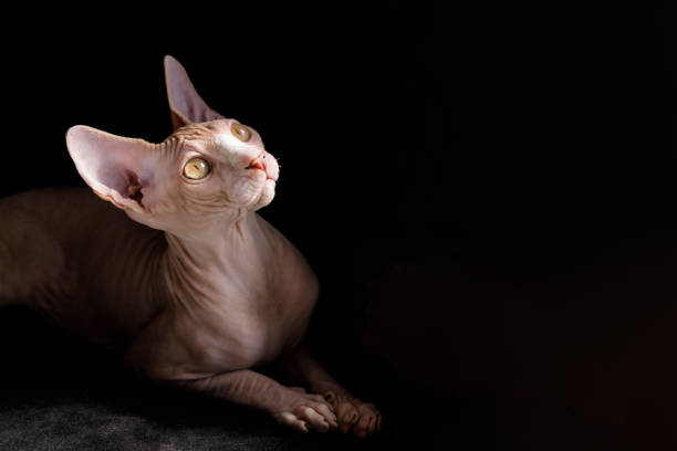 istock cat breed Canadian Sphynx on a black 1419669205
