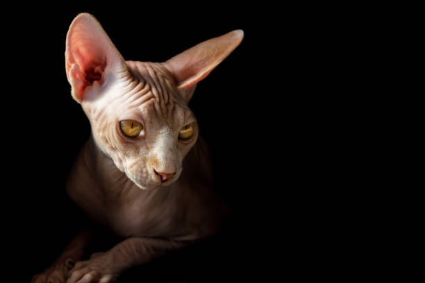 istock cat breed Canadian Sphynx on a black 1419669210