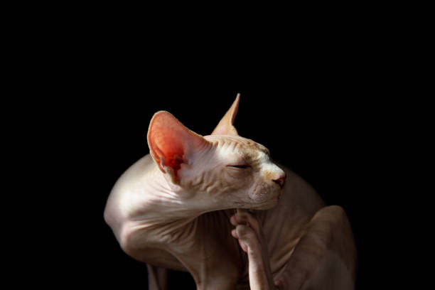 istock cat breed Canadian Sphynx on a black 1419669225