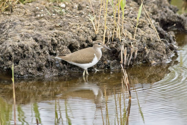 istock Common Sandpiper in habitat 1419670744