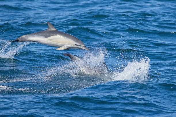 istock Common Dolphin leaping in sea 1419670756