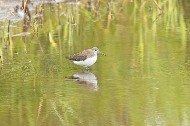 istock Green Sandpiper in habitat 1419670779