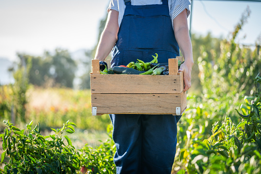 Close up woman holding a crate with organic vegetables