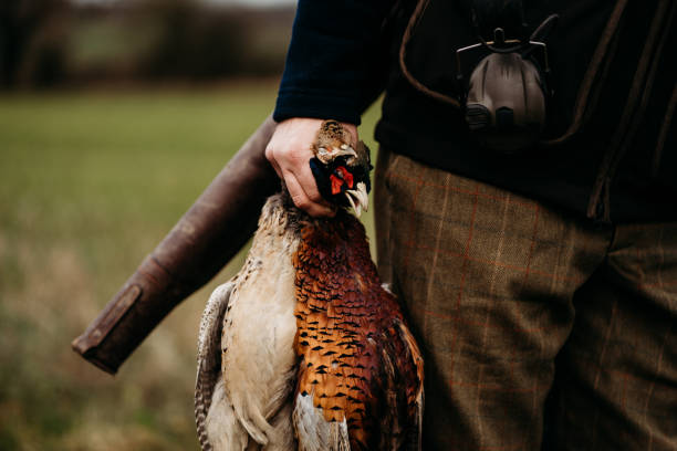 chasseur tenant un faisan mort dans un champ - pheasant hunting feather game shooting photos et images de collection