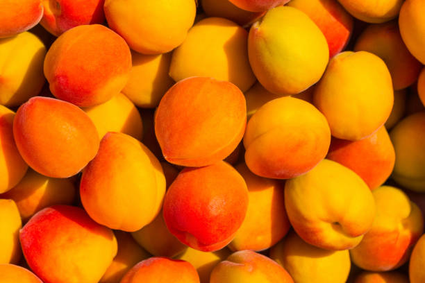 istock Ripe apricots during the harvest 1419676891