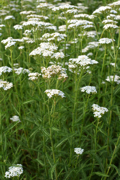 istock Yarrow (Achillea) blooms naturally in the grass 1419677294