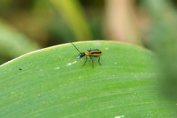 istock On the plant Western corn beetle 1419678022