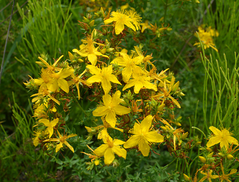 In the wild in the forest bloom St. John's wort (hypericum perforatum)