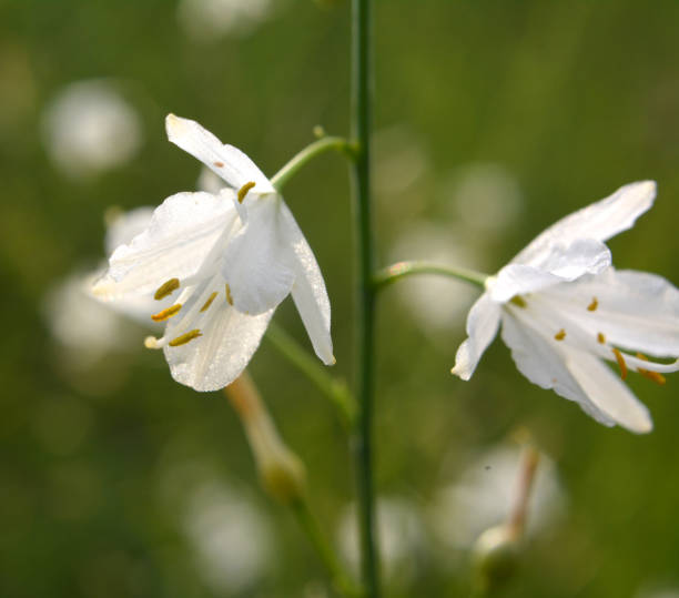 istock Anthericum ramosum blooms in nature in summer 1419678391