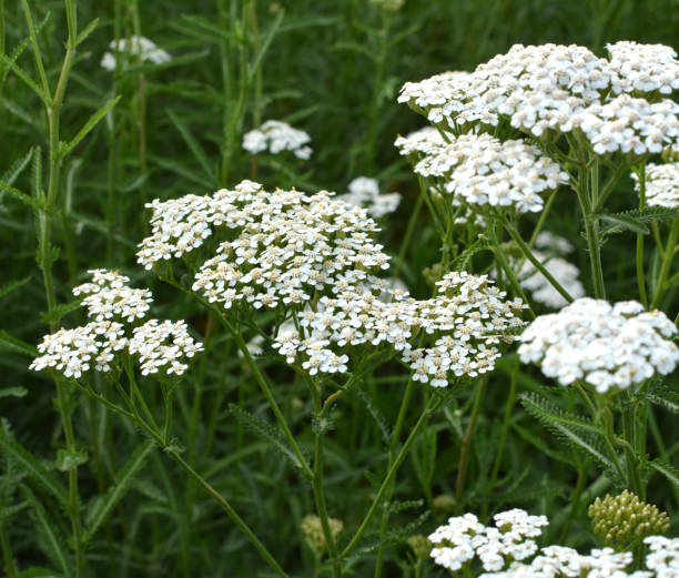 istock Yarrow (Achillea) blooms naturally in the grass 1419678975