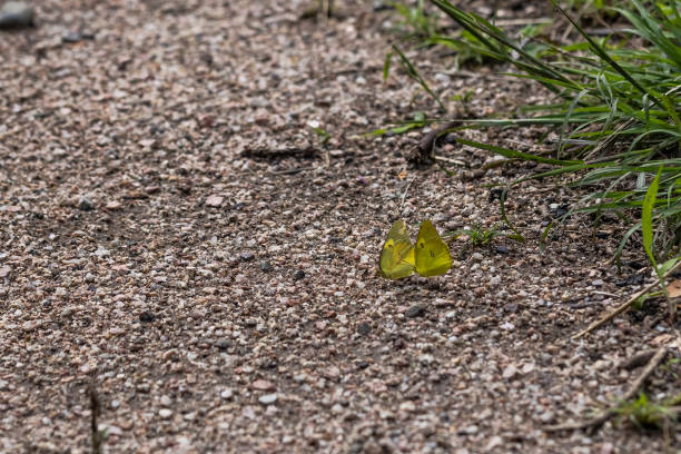 Two bright yellow sulphur butterflies enjoying flirting and playing after morning rains have left the ground damp and cool.