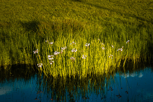 Lush green meadows. Meander, flowers emerging from the water's edge. Sky reflection in the water, clouds.