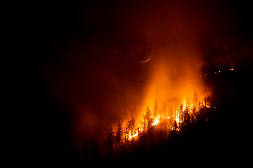 Mountain forest wildfire at night with burning trees