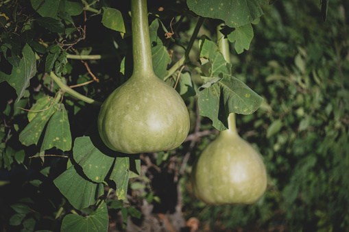Mature fruit of bottle gourd plant, also called Calabash, latin name Lagenaria Siceraria, hanging from climbing parrent plant