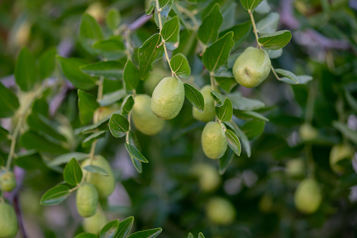 Branch of tree with ripe fruits of quince and leaves