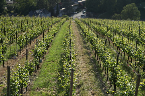 Shot with selective focus of town with a defocused vineyard in the foreground