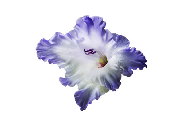 Gladiolus in flower in August
