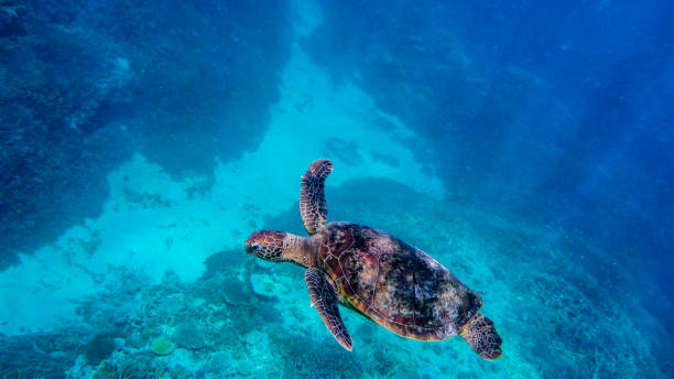 Sea turtle catching some light rays Great barrier reef queensland pacific ridley turtle stock pictures, royalty-free photos & images