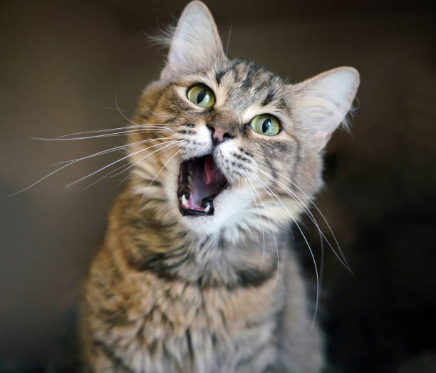 Mouth is wide open, tongue and canine teeth visible.  Bright green eyes.