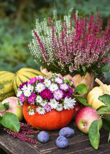 Photo of Florist arrangement of colorful aster flowers in a pumpkin vase with squash, heather flower, freshly picked apples and plums on a wooden garden table.