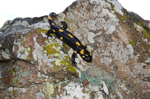 Close up view of a salamander on a rock in the mountain.
