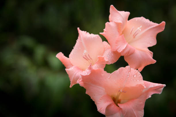 グラジオラスの花のクローズアップ。珊瑚色のほのかなやさしいピンクの花。 - gladiolus orange flower isolated ストックフォトと画像
