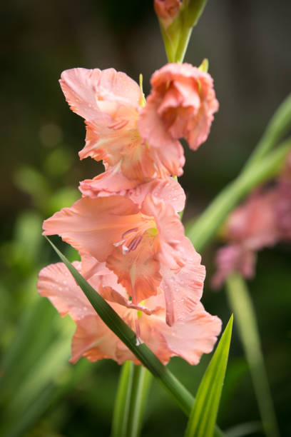 グラジオラスの花のクローズアップ。珊瑚色のほのかなやさしいピンクの花。 - gladiolus orange flower isolated ストックフォトと画像