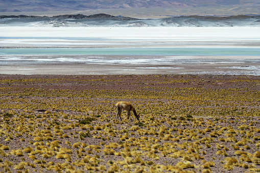 Socaire, Chile, December 2, 2018: View of a vicuña grazing on the altiplano in Atacama desert in Chile at an altitude of 4000 meters.