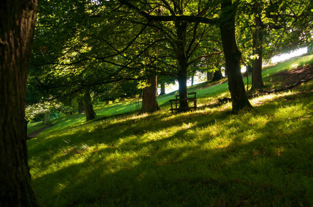 istock Woodland slope 1419699704