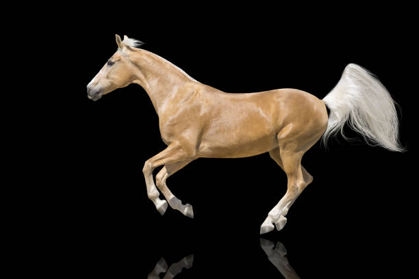 istock Cremelo horse isolated 1419702774