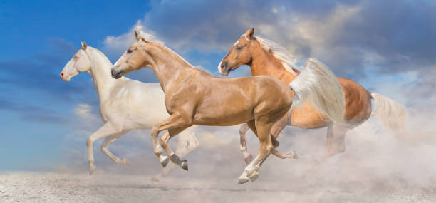 istock Horse herd run free in desert 1419702792