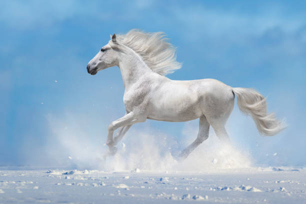 istock White horse run fast in snow 1419702799