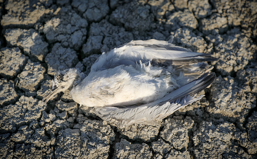 In the summer months of 2022, there were seagull deaths around the lake duden in the kulu district of Konya(Turkey).Drought caused by the rapid melting of glaciers affects all animals negatively.