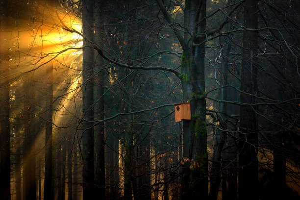 Birdhouse and house for owls in the forest