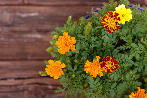 Marigold in a flowerpot isolated on a wooden background.