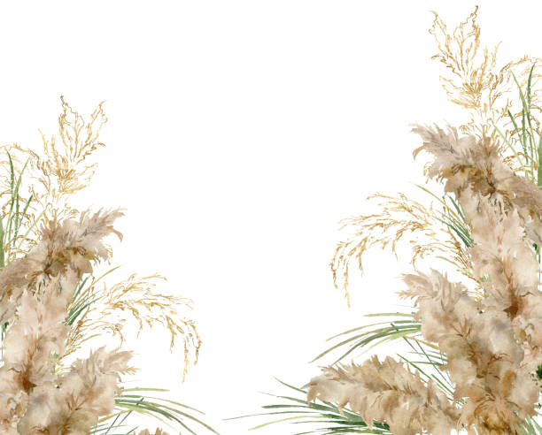 Watercolor horizontal frame of gold and green pampas grass. Hand painted linear border of exotic dry plant isolated on white background. Floral illustration for design, print, fabric or background. Watercolor horizontal frame of gold and green pampas grass. Hand painted linear border of exotic dry plant isolated on white background. Floral illustration for design, print, fabric or background ornamental grass white background stock illustrations